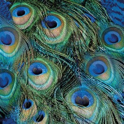 Serviettes en papier Plumes de paon 33x33 cm